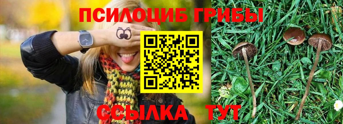 Псилоцибиновые грибы Magic Shrooms  что такое   Вход с VPN  Мытищи  Псилоцибиновые грибы мицелий 